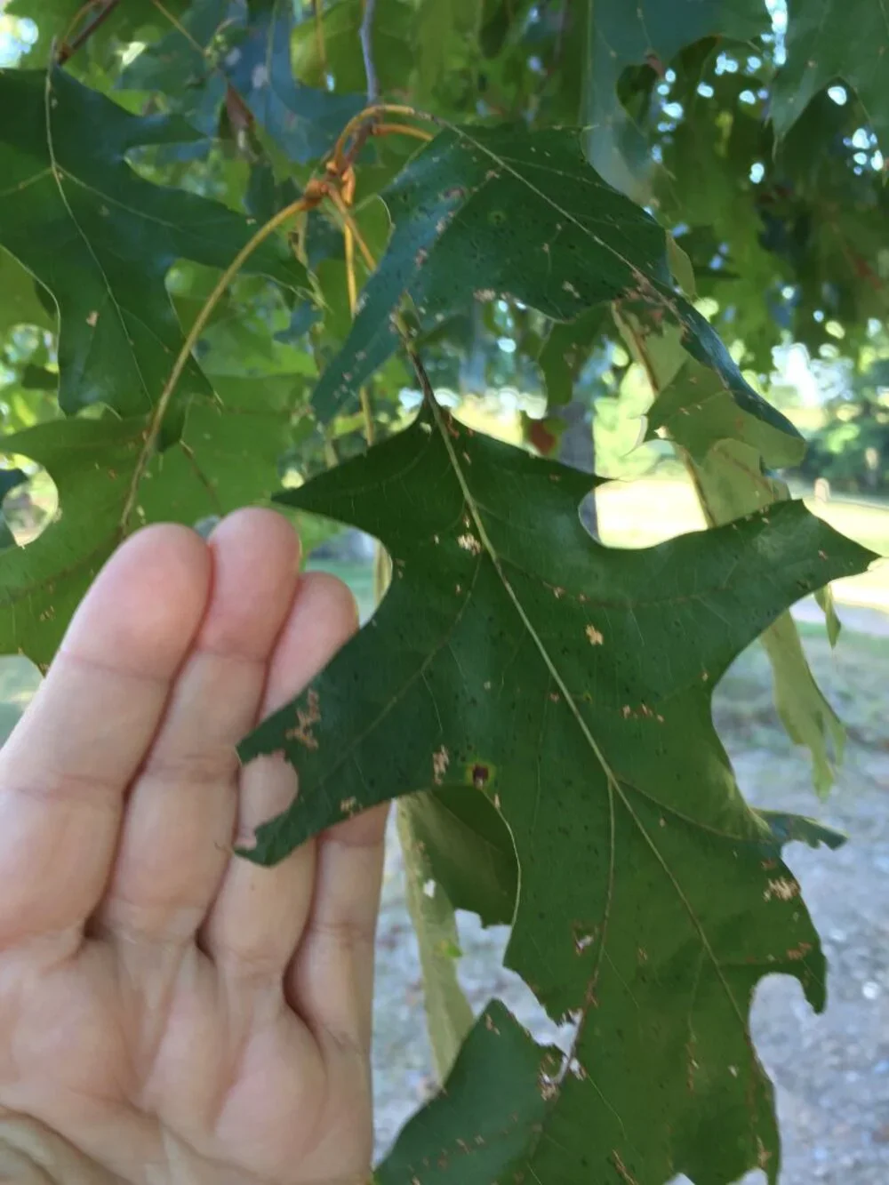 Frog Leaf Litter,Picked Fresh, Green,2 Gallon Size Bags,Large Red Oak Leaves